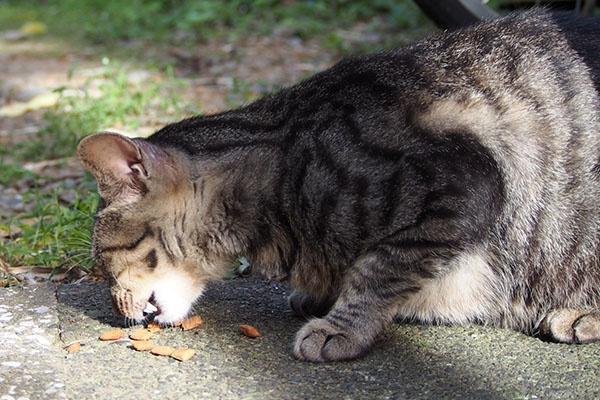 ハクにあげたオヤツを食べてるタビワン