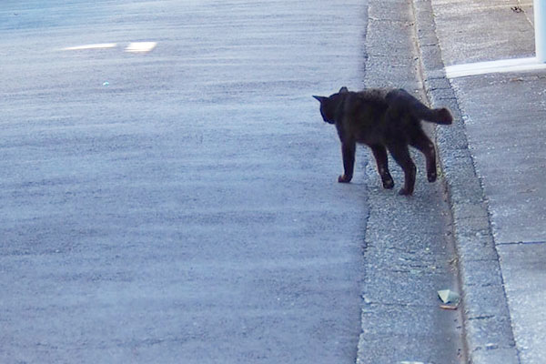 道路に出てきた風くん