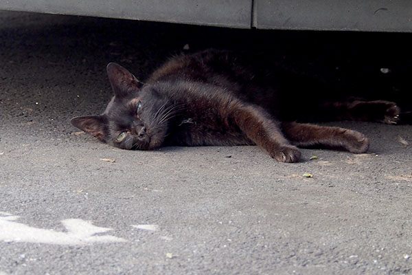 黒猫の女のコキキョウ