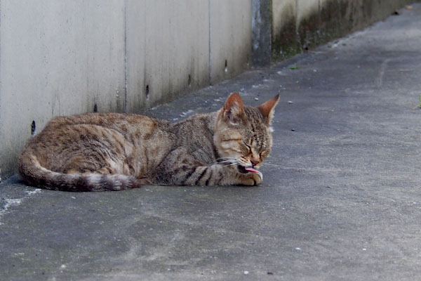 横になって舌ぺろん