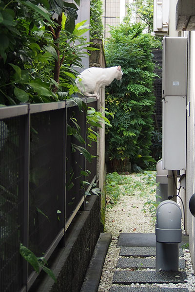 白猫アイス柵の上