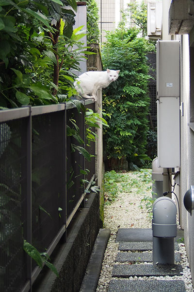 こちらに気が付いたアイス