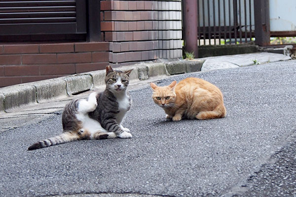 イカ耳お嬢とカイカイ君