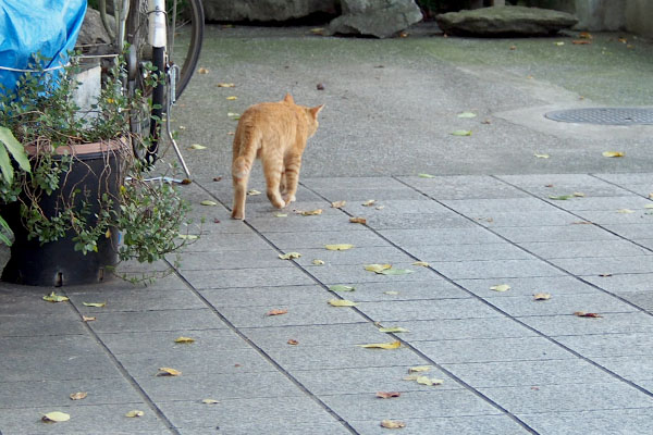 ボス君の後ろ姿みっけ