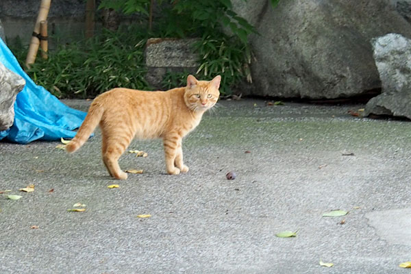 振り返るボス君