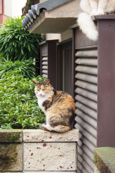 オトワさんとナリコマ君のしっぽ