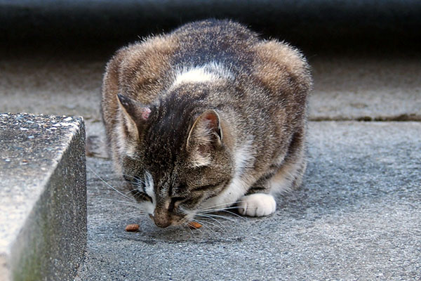 お代わり