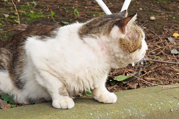 ドンちゃんシルバを見る