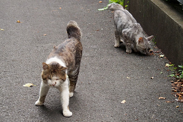 一粒も残さず達成感のドンちこ