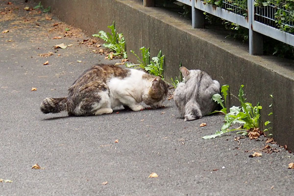 移動しても食べるドンちこ