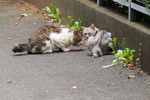 ドンちゃんとシルバ2