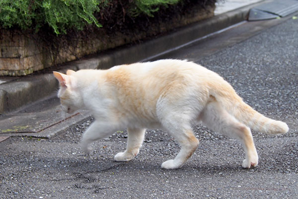 低い姿勢で移動