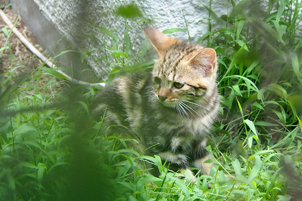 木陰にクラタン