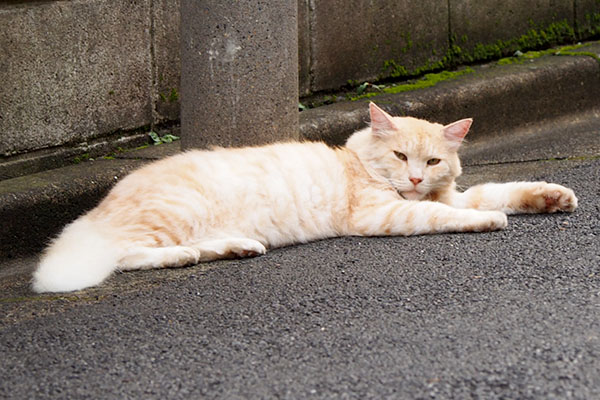 ちろっとみるナリコマ君