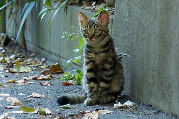 大きなお耳のマカロン