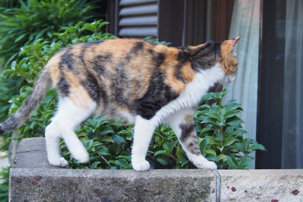 塀の上で落ち着かないオトワちゃん