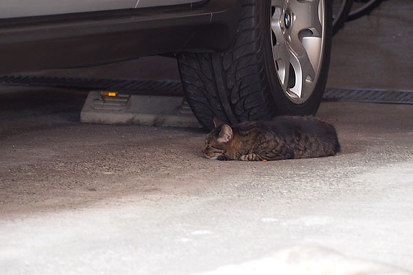 奥の方にキジトラバンビ