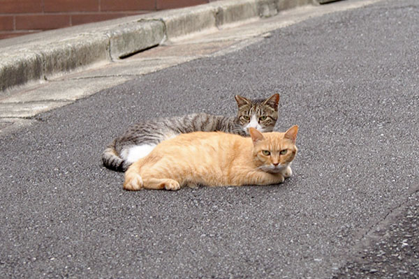 カイ君とアイーダ同じ姿勢