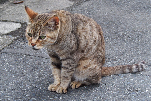 猫背を披露するムギちゃん