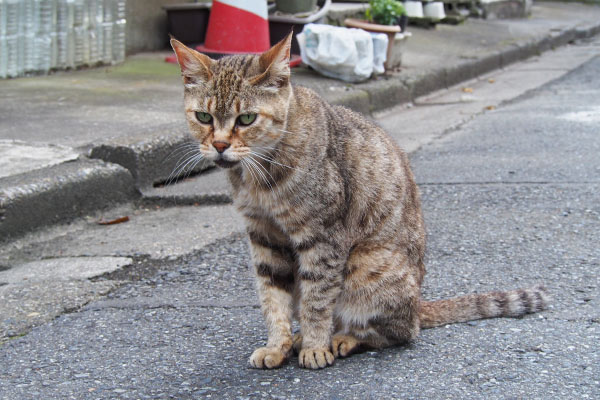 お座りムギちゃん