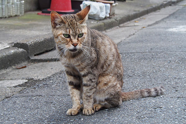 横を向くムギちゃん