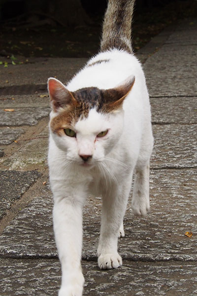 ほぼ白いキジ白のオス猫さん