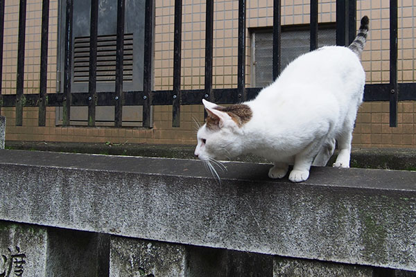 ツキ君を発見した