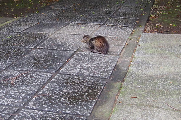 ぽつんとツキ君