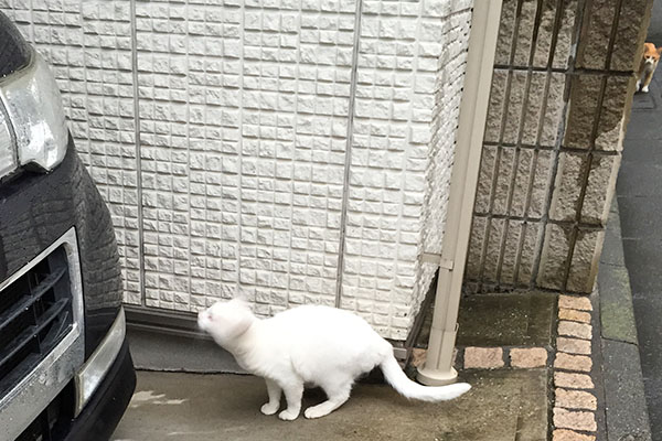 雨を振り落としてるのか