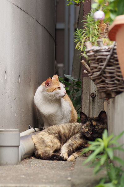 サビーヌと