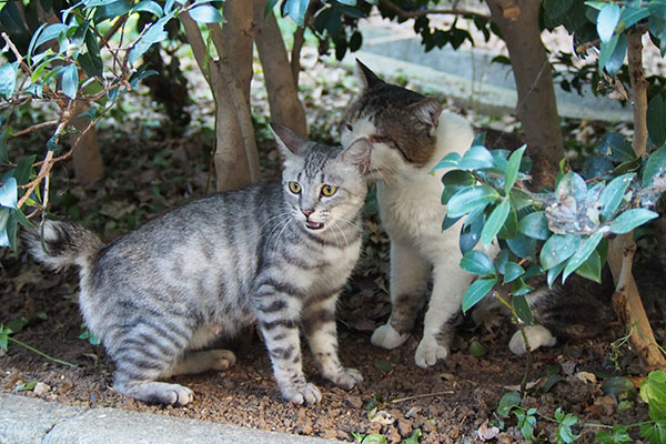 シルバとドンちゃん2