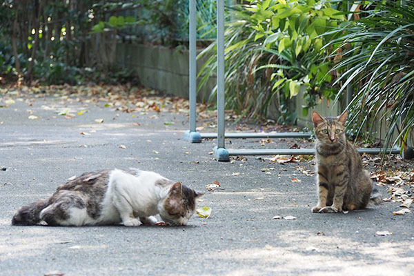 ドンちゃんに食べられる