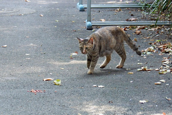 ドンちゃん残してくれた