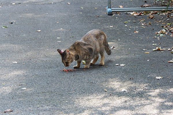 サキちゃんやっと食べられた