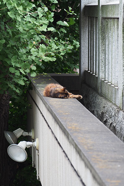 カエデ塀の上