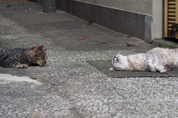 またたびと2猫