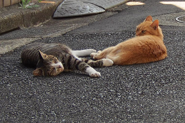 カイ君はとても眠いらしい