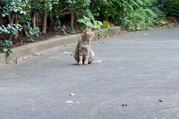 横を向くサキ