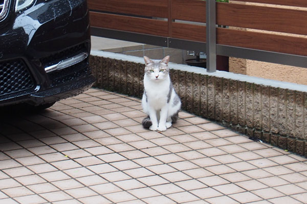 敵地と知ってか知らずか