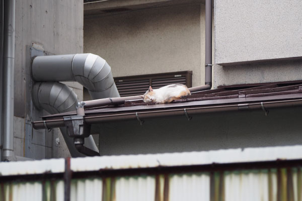 裏のお宅の屋根の上