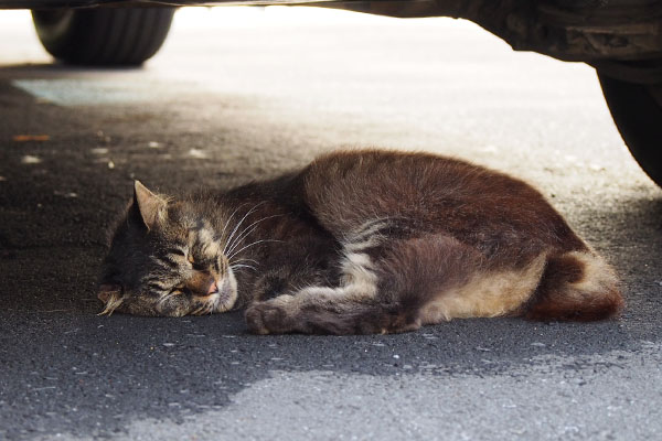 もふキジ君車の下