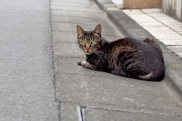 キリは道路に