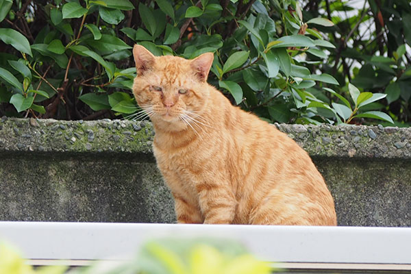 茶トラさんアップ