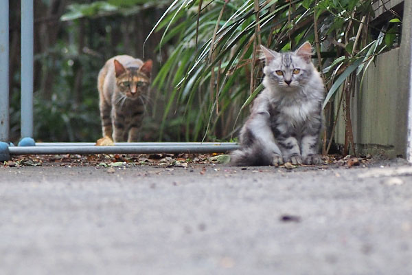 サキちゃんが護衛