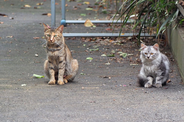 並ぶサキとシルフィ