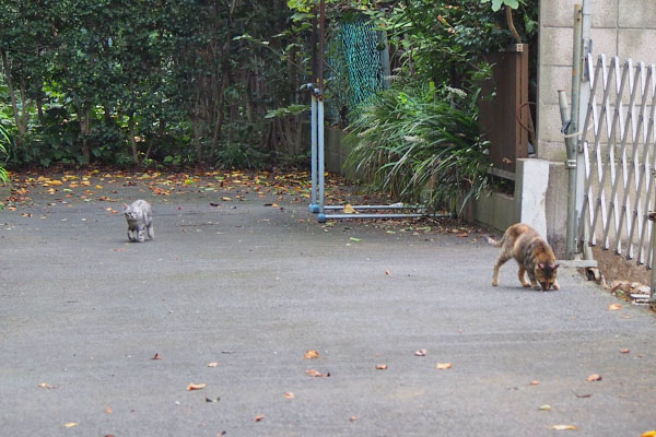 サキちゃんを追って