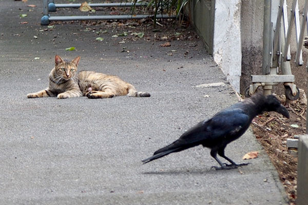 狩るつもり