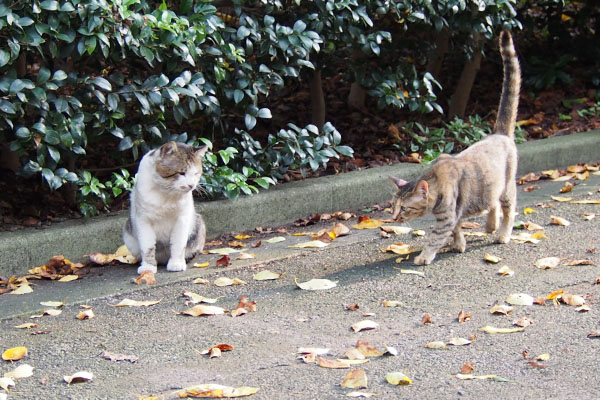 ドンちゃんに近づくサキ