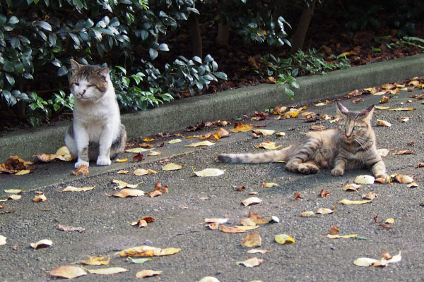 カラスを見ながらまったり