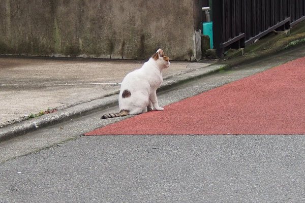 ぽつんと座っているキジ白君